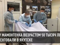В России нашли уникального мамонта Мамонтёнок из Якутии