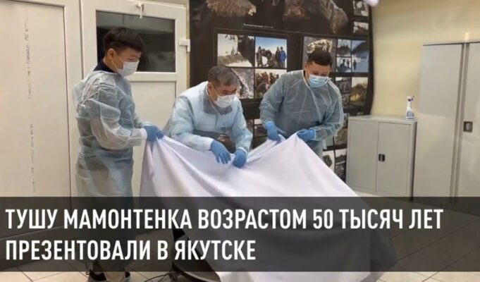 В России нашли уникального мамонта Мамонтёнок из Якутии